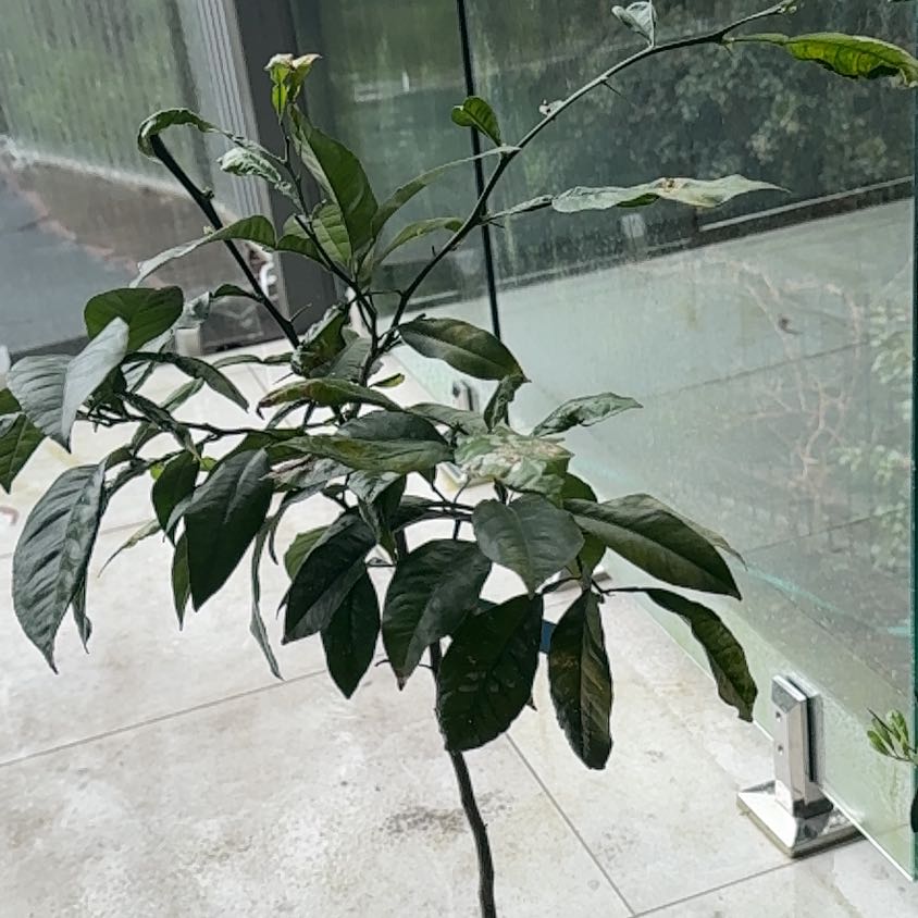 Photo of the plant species Chinotto by @Sarvin named Prince on Greg, the plant care app