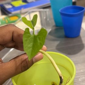 Photo of the plant species Lima Bean by @leahcori named Ms. Lima on Greg, the plant care app