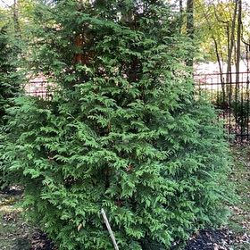 Photo of the plant species Green Giant Arborvitae by @FabBacchus0 named Aria on Greg, the plant care app