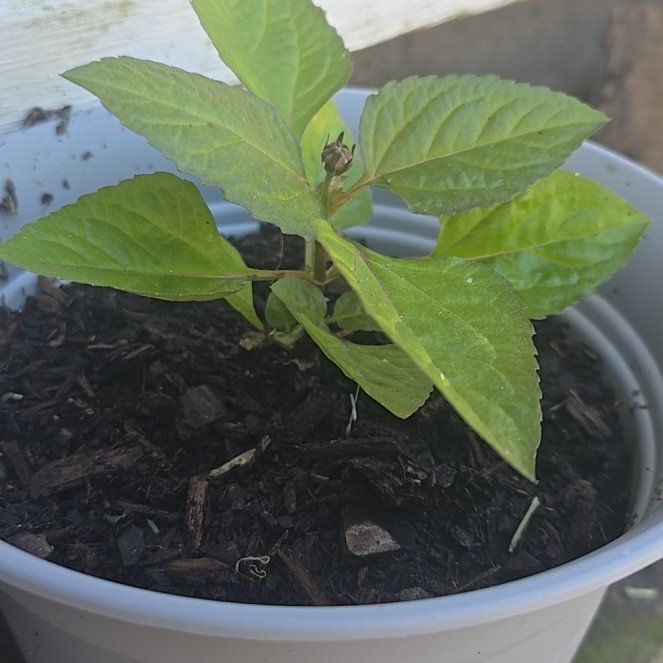 Photo of the plant species Toothache Plant by @CherishedAgave named Sproutacus on Greg, the plant care app