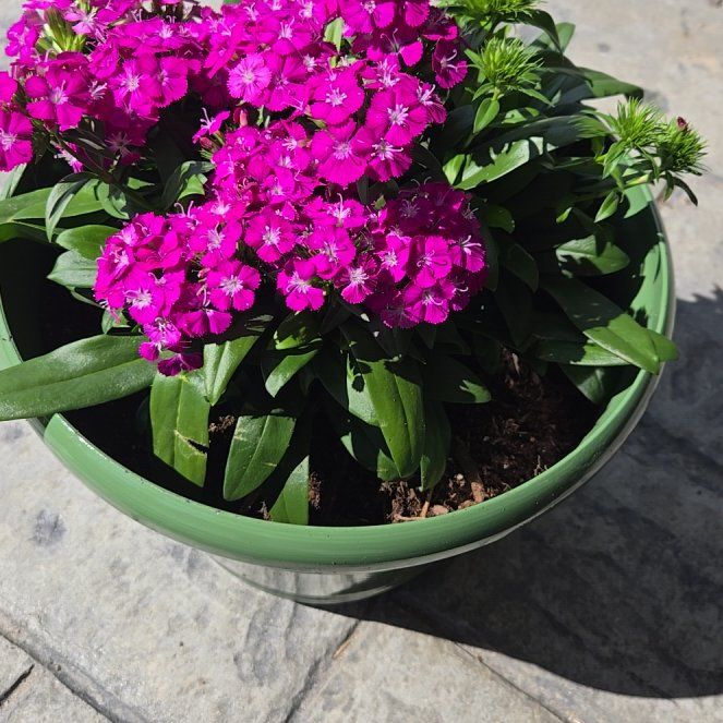 Photo of the plant species Sweet William 'JoltTM Purple' by @Flare named Plato on Greg, the plant care app