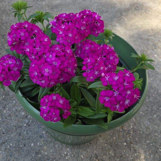 Photo of the plant species Sweet William 'JoltTM Purple' by @Flare named Homer on Greg, the plant care app