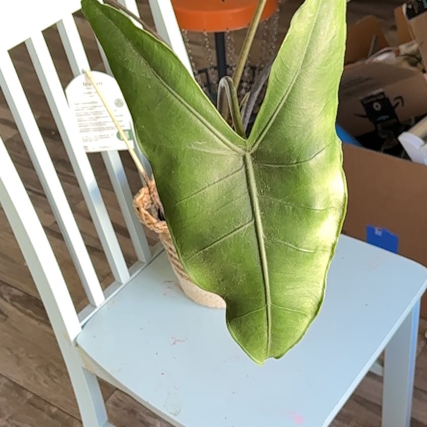 Photo of the plant species Alocasia 'Mythic Blackout' by @TopMakura9 named Miley on Greg, the plant care app