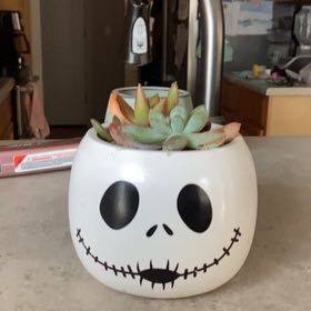 Jack