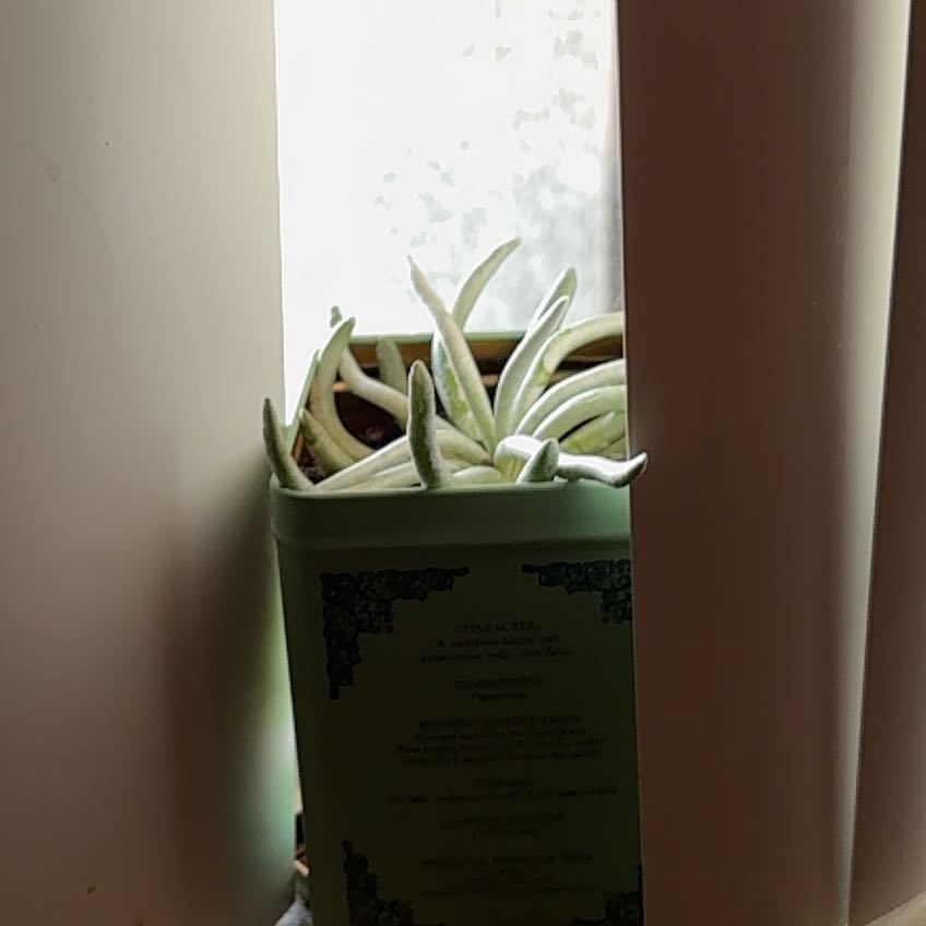 Photo of the plant species Cotyledon 'Long Fingers' by @RichBogbean17 named Barry on Greg, the plant care app
