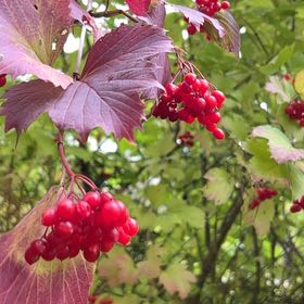 Photo of the plant species American Cranberrybush Viburnum by @GroovyKatsura34 named Harmony on Greg, the plant care app