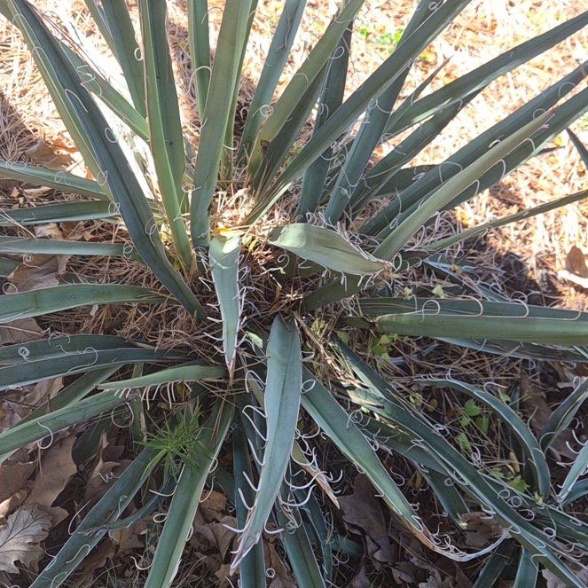 Photo of the plant species Banana Yucca by @TotalBonsai18 named Aristotle on Greg, the plant care app