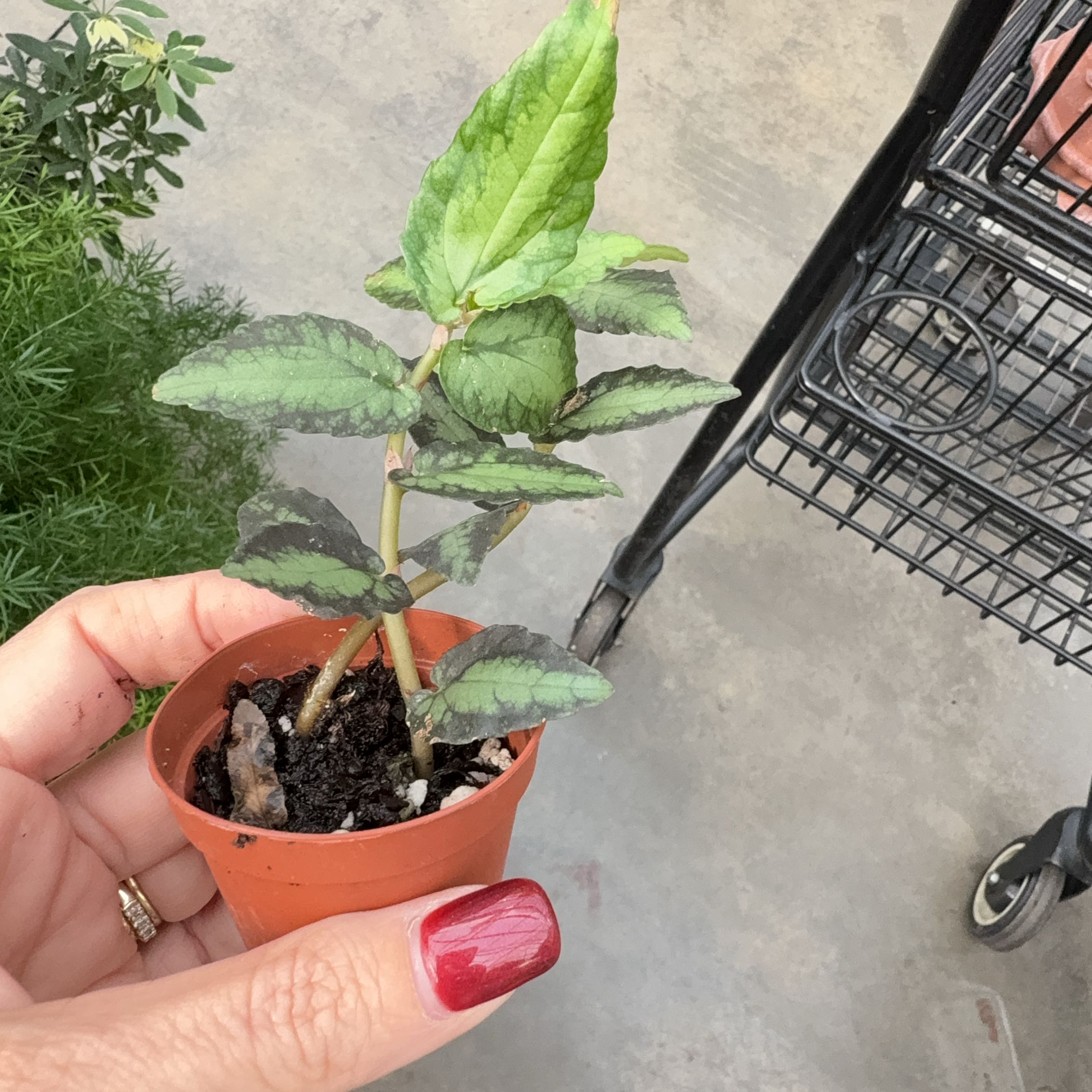 Photo of the plant species Pellionia by @TryAnchistea39 named Gobi on Greg, the plant care app