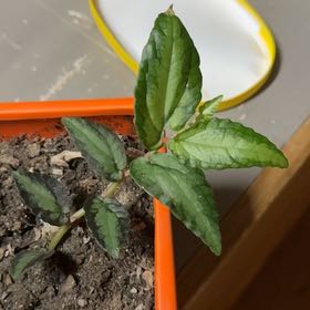 Photo of the plant species Pellionia by @TryAnchistea39 named Hamilton on Greg, the plant care app