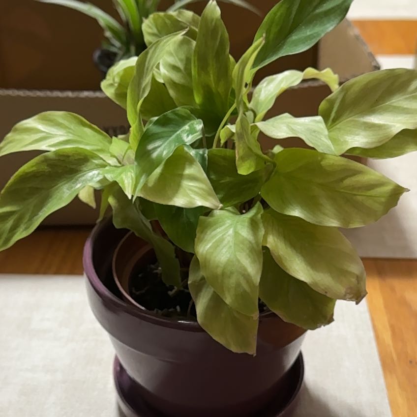Photo of the plant species Goeppertia louisae by @TryAnchistea39 named Terra on Greg, the plant care app