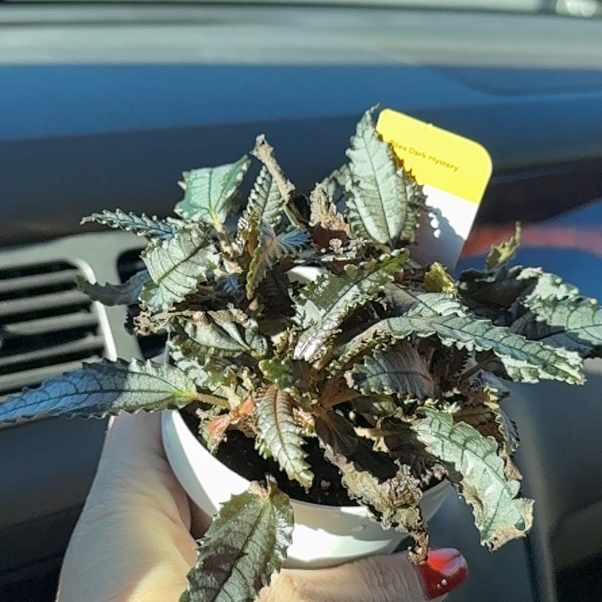 Photo of the plant species Dark Mystery Pilea by @TryAnchistea39 named Ulysses S Plant on Greg, the plant care app