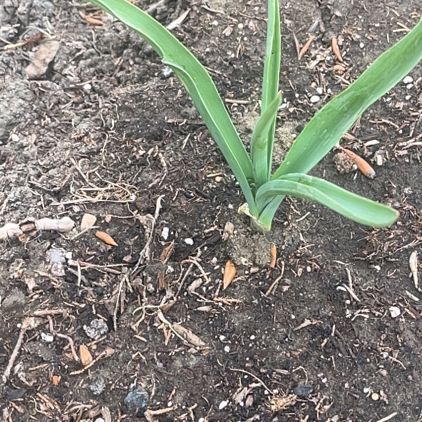 Photo of the plant species Globe Onion by @PremiumChia57 named Pax on Greg, the plant care app