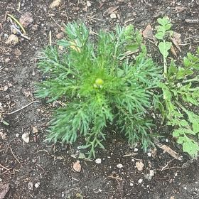Photo of the plant species Disc Mayweed by @PremiumChia57 named Leonardo on Greg, the plant care app