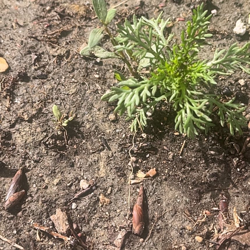 Photo of the plant species Disc Mayweed by @PremiumChia57 named Keanu Leaves on Greg, the plant care app