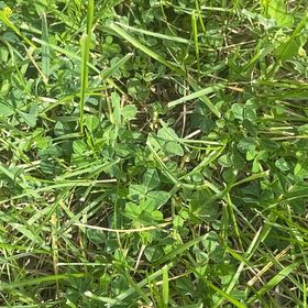 Photo of the plant species Creeping Woodsorrel by @PremiumChia57 named Naomi on Greg, the plant care app