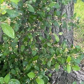 Photo of the plant species Black Chokeberry by @PremiumChia57 named Spike Leaves on Greg, the plant care app