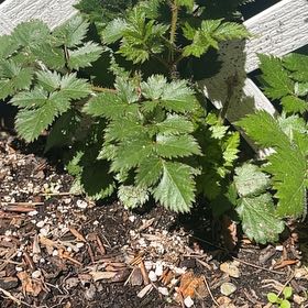 Photo of the plant species Salmonberry by @PremiumChia57 named Doja Cat on Greg, the plant care app
