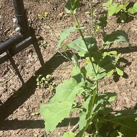 Photo of the plant species Field Mustard by @PremiumChia57 named Bigleef Smalls on Greg, the plant care app