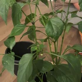 Photo of the plant species Jalapeno Gigante Pepper by @NewCurlyjade30 named jalapeno on Greg, the plant care app