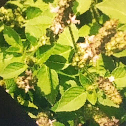 Photo of the plant species Largefruit Amaranth by @VigorousBonsi90 named Shakira on Greg, the plant care app