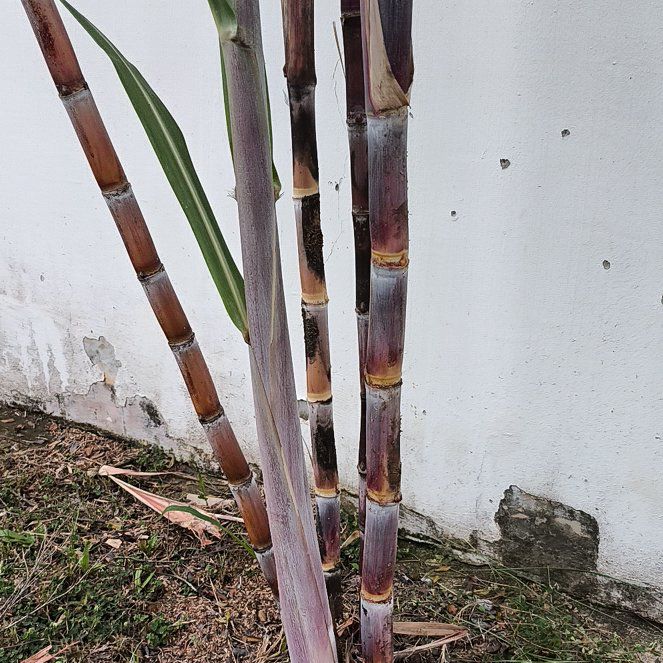 Photo of the plant species Sugar Cane by @spectral named Austen on Greg, the plant care app