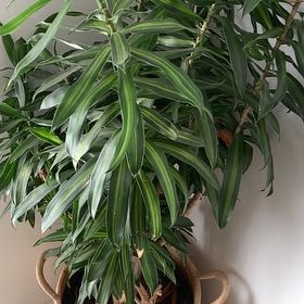 Photo of the plant species Song of Jamaica by @AwakePansy45 named Margie on Greg, the plant care app