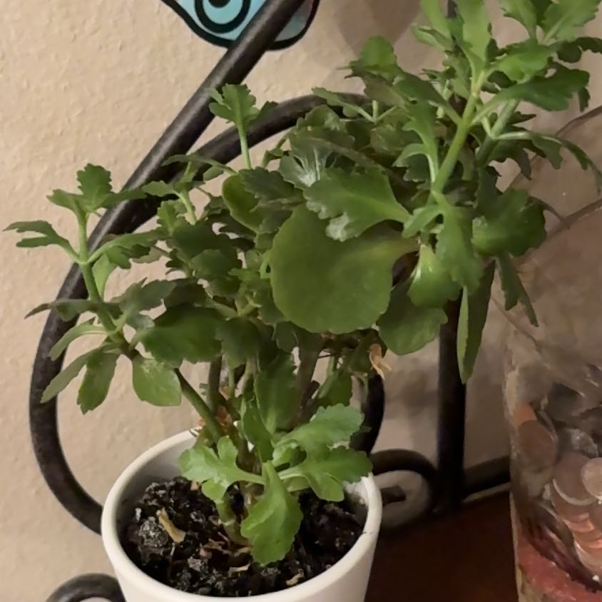 Photo of the plant species Calandiva by @FancierPepino21 named Eva on Greg, the plant care app