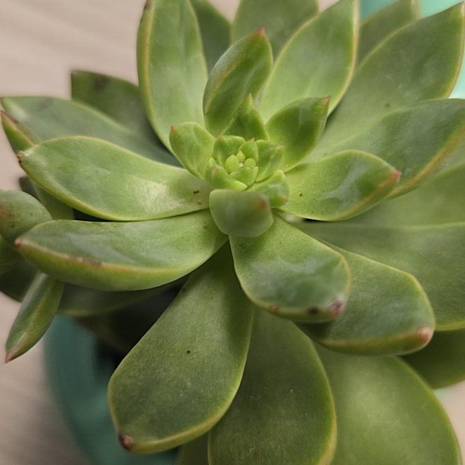 Photo of the plant species Tacisedum 'Spring Glow' by @PluckyIcecaps41 named Bulbasaur on Greg, the plant care app