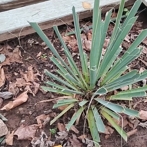 Photo of the plant species Adam's Needle by @SavvyOrchids90 named Leaf Erickson on Greg, the plant care app