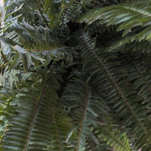 Photo of the plant species Western Swordfern by @PeakBroom43 named Rainier on Greg, the plant care app