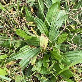 Photo of the plant species English Plantain by @SagaciousAlbo3 named Gregarious on Greg, the plant care app