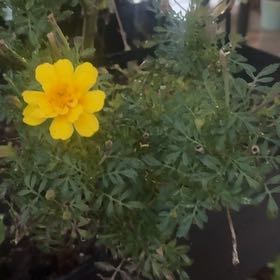 Photo of the plant species Dwarf Mexican Marigold by @Wanderedrooted named Delicate on Greg, the plant care app