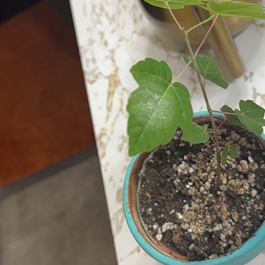 Photo of the plant species Sycamore Maple by @SirVetiver39 named Queen on Greg, the plant care app