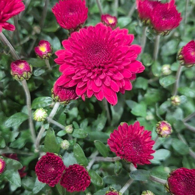 Photo of the plant species Chrysanthemum 'Red Ryder' by @HardyKawakawa91 named Minnie on Greg, the plant care app
