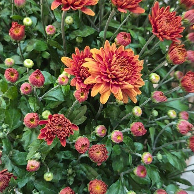 Photo of the plant species Belgian Mum by @HardyKawakawa91 named Ginny on Greg, the plant care app