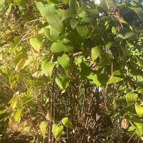 Photo of the plant species Bluebill by @HotshotQuince13 named Kobe on Greg, the plant care app