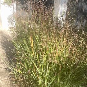 Photo of the plant species Old Switch Panic Grass by @HotshotQuince13 named Aria on Greg, the plant care app