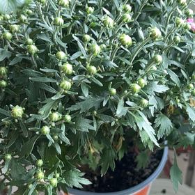 Photo of the plant species Garden Mum 'Orange' by @PetTitoki36 named Lebron on Greg, the plant care app