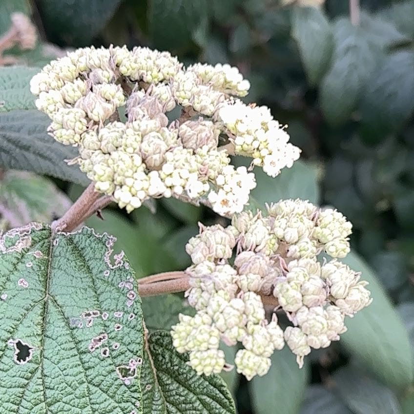 Photo of the plant species Wrinkled Viburnum by @NewCashew84 named Emerson on Greg, the plant care app