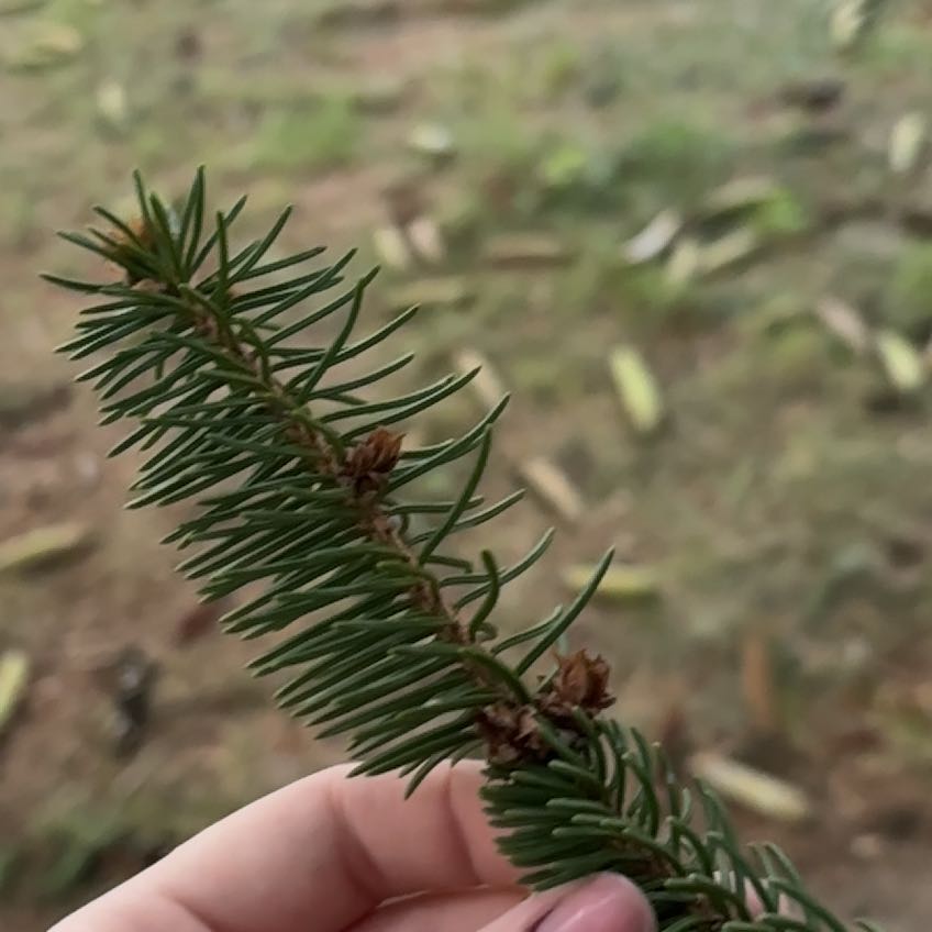 Photo of the plant species Picea glauca by @NewCashew84 named Sigmund on Greg, the plant care app