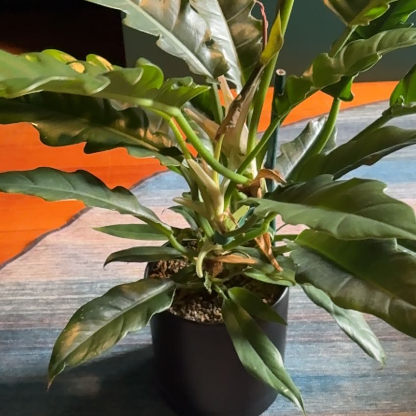 Photo of the plant species Philodendron Tiger Tooth by @ZestAlula19 named Tiger Tooth on Greg, the plant care app