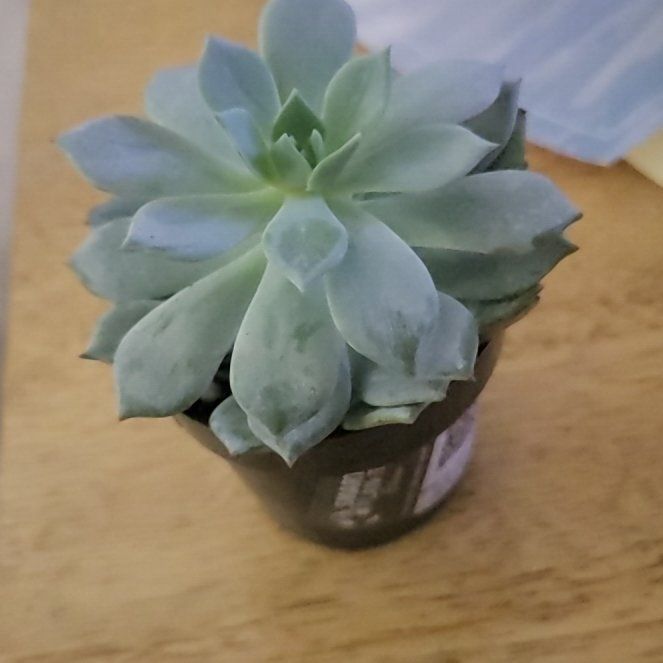 Photo of the plant species Peacock Echeveria by @SirSonomasage62 named George on Greg, the plant care app