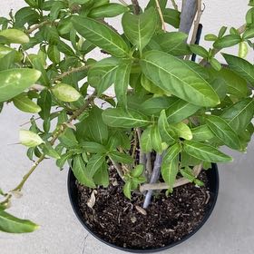 Photo of the plant species Night-Blooming Jessamine by @JazzedDamiana4 named Treeyoncé on Greg, the plant care app