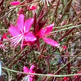 Photo of the plant species Pink Gaura by @JazzedDamiana4 named Planty on Greg, the plant care app