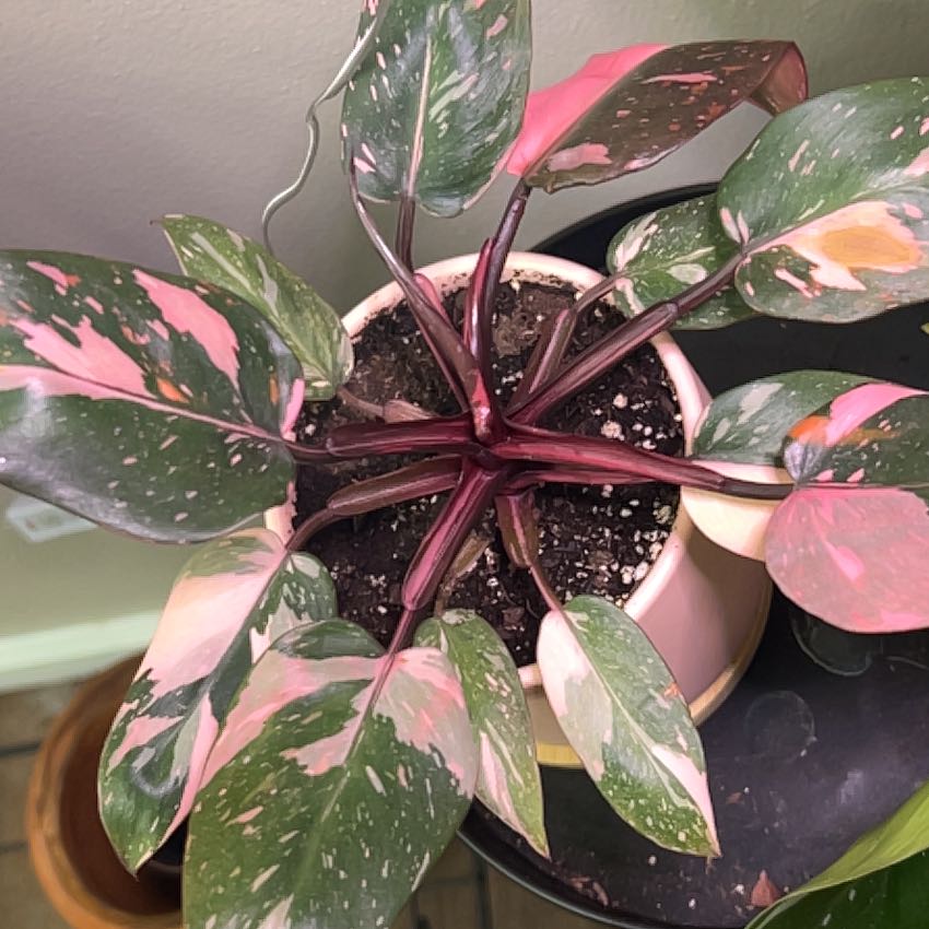 Photo of the plant species Pink Princess Galaxy by @JJWKoester named Tolkien on Greg, the plant care app