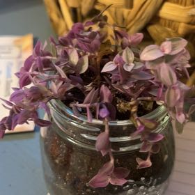 Photo of the plant species Pink Panther Tradescantia by @DandyShadbush58 named Spike Leaves on Greg, the plant care app