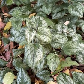 Photo of the plant species Yellow Archangel by @NiceAcajou60 named Terra on Greg, the plant care app