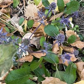 Photo of the plant species Flat Sea Holly by @NiceAcajou60 named Sir Plancelot on Greg, the plant care app