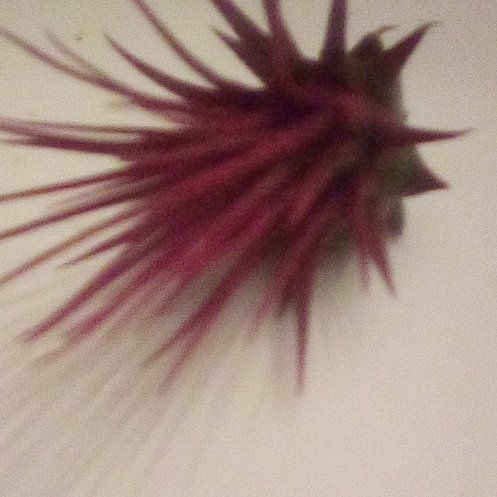 Photo of the plant species Tillandsia andreana by @RadAgboy79 named Athena on Greg, the plant care app