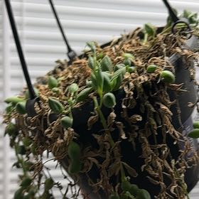 Photo of the plant species Raindrops by @GemHouseleeks88 named Bougiee on Greg, the plant care app